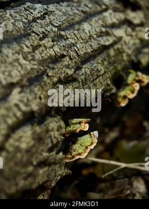 Ein Fleck städtischer Wälder beherbergt einige putenschwanzpilze (ähnlich Bleistiftspänze!) An der Unterseite eines gefallenen Baumes befestigt. Stockfoto