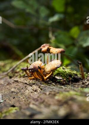 Eine Gruppe von Pilzen aus Spinnweben auf einem moosbedeckten, gefallenen Baumstamm, mit Spinnenseidensträngen, die sie mit dem Unterholz des städtischen Waldes verbinden. Stockfoto