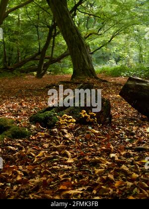 Ein alter, knarriger, mythisch aussehender Baum, vom Waldboden aus gesehen, in einem Fleck städtischen Waldes, der mit herbstlichem Blattstreu übersät ist. Stockfoto