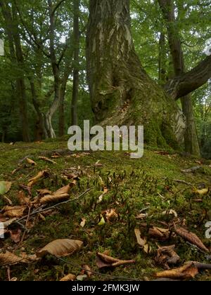 Ein alter, knarriger, mythisch aussehender Baum, vom Waldboden aus gesehen, in einem Fleck städtischen Waldes, der mit herbstlichem Blattstreu übersät ist. Stockfoto