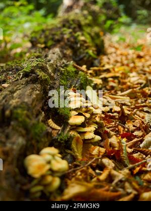 Ein Fleck städtischer Wälder beherbergt einige Honigpilze, die an einem moosbedeckten, gefallenen Baumstamm in einem tiefen Haufen herbstlicher Blattmüll befestigt sind. Stockfoto