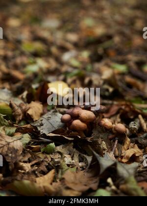 Eine Gruppe von Birch-Knight-Pilzen taucht aus einem Waldboden auf, der mit herbstlichem Blattabfall in einem Fleck urbaner Wälder übersät ist. Stockfoto