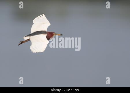 Chinese Pond Heron (Ardeola bacchus) Zucht Gefieder erwachsenen im Flug, Mai Po Nature Reserve, New Territories, Hong Kong 5. Mai 2021 Stockfoto