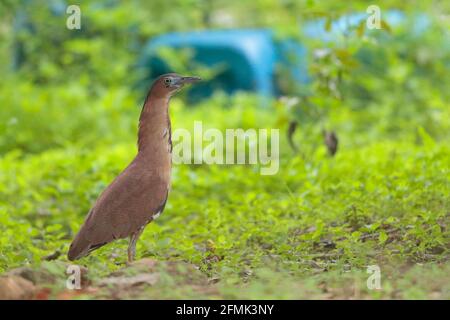 Malayan Night Heron (Gorsachius melanolophus), Portrait des erwachsenen Vogels in Glade, New Territories, Hongkong, China 8. Mai 2021 Stockfoto