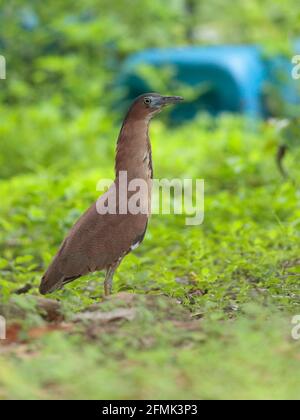 Malayan Night Heron (Gorsachius melanolophus), Portrait des erwachsenen Vogels in Glade, New Territories, Hongkong, China 8. Mai 2021 Stockfoto