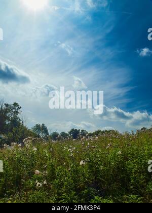 Ein Fleck thistledown in einem holzgebundenen Feld, vor einem tiefblauen, wisp-bestreuten sommerlichen Himmel; eine ländlich wirkende Szene am Rande Londons. Stockfoto