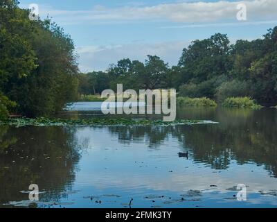 Ein Ruß schwimmt über glasig glänzendes Wasser und schnitzt Wellen in die Spiegelung des Himmels im von Bäumen umgebenen See; eine ländlich wirkende Szene am Rande Londons. Stockfoto