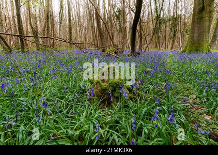 Glockenblumen in einem Waldgebiet Stockfoto