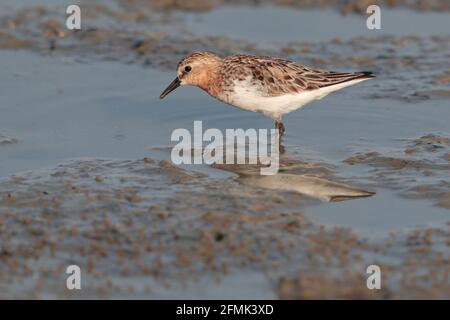 Rothalsstint (Calidris ruficollis), Gezeitenschlamm, Wandern, Mai Po Nature Reserve, New Territories, Hongkong 22. April 2021 Stockfoto