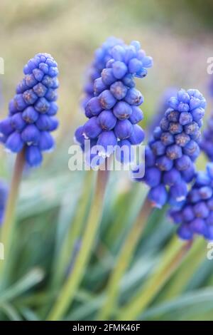 Blaue Traubenhyazinthe, mit weichen Blütenblättern und grünen Blättern, blühende Muscari im Garten, blaue Frühlingsblumen, blaues Traubenhyazinth-Makro, Blumenfoto Stockfoto