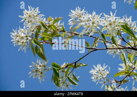 Auffällige weiße Blüten im frühen Frühjahr Amelanchier lamarckii Snowy mespilus Stockfoto