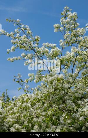 Amelanchier lamarckii Baum blüht Stockfoto