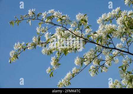 Dienstbeerbaum blühenden Zweig Frühling Juneberry Amelanchier lamarckii Snowy mespilus Stockfoto