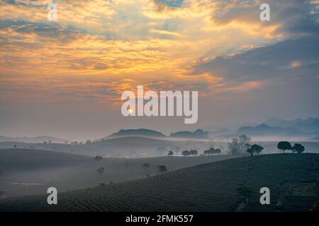 Sonnenaufgang auf dem MOC Chau Tea Hill, MOC Chau Village, Provinz Son La, Vietnam Stockfoto