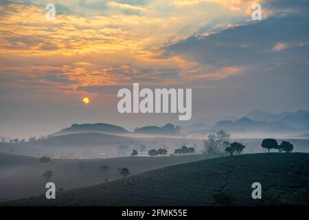 Sonnenaufgang auf dem MOC Chau Tea Hill, MOC Chau Village, Provinz Son La, Vietnam Stockfoto