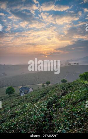 Sonnenaufgang auf dem MOC Chau Tea Hill, MOC Chau Village, Provinz Son La, Vietnam Stockfoto