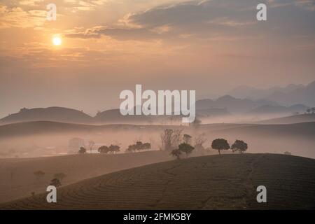 Sonnenaufgang auf dem MOC Chau Tea Hill, MOC Chau Village, Provinz Son La, Vietnam Stockfoto