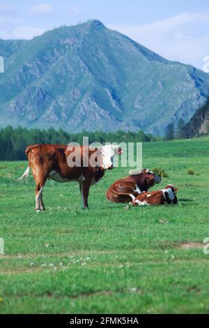 Kühe werden in Bergen weidet. Russland. Sibirien Stockfoto