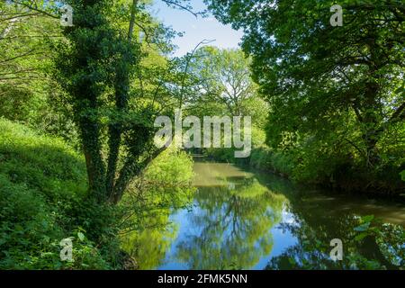 Der Fluss Mole, in der Nähe von Esher, Surrey, England, Großbritannien. Der von Bäumen gesäumte Fluss und stilles Wasser schaffen eine ruhige Szene. Stockfoto