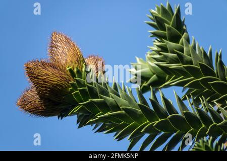 Monkey Puzzle Baumkegel aus nächster Nähe Knospe Stockfoto