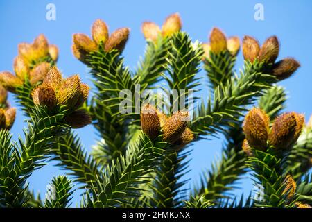 Affe Puzzle Baum Araucaria araucana Kegel am Ende der Äste, die Araucana gymnosperm Pollen tragenden Kegel Stockfoto