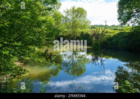 Der Fluss Mole, in der Nähe von Esher, Surrey, England, Großbritannien. Der von Bäumen gesäumte Fluss und stilles Wasser schaffen eine ruhige Szene. Stockfoto