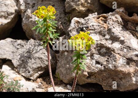 Die Karmelinpflanze, der mediterrane Gewürz, ist eine Milchkrautpflanze mit gelb-grünen und braunen Blüten zwischen Felsen auf Mallorca Stockfoto