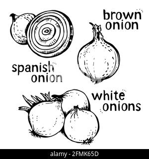 Zwiebelvektor-Set aus handgezeichneter Liniengrafik, isoliert auf weißem Hintergrund Stock Vektor