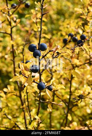 Prunus spinosa Stockfoto