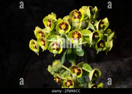 Nahaufnahme der Karakien der Region, der Mittelmeerspurge, einer Milchkrautpflanze mit gelb-grünen und braunen Blüten auf Mallorca, schwarzer Hintergrund Stockfoto