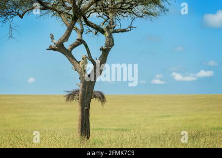 Cheetah (Acinonyx jubatus) in Akazienbaum, Blick über Savanne, Masai Mara National Reserve, Kenia, Afrika Stockfoto