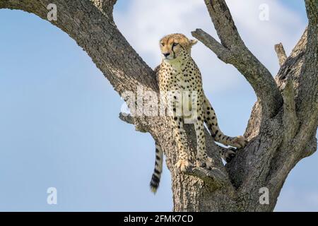 Cheetah (Acinonyx jubatus) sitzt in Akazienbaum, Masai Mara National Reserve, Kenia, Afrika Stockfoto