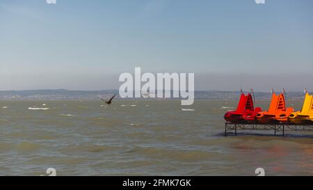 Bunte Katamarane am Plattensee bei windigem Wetter, Ungarn. Enten fliegen im Vordergrund Stockfoto