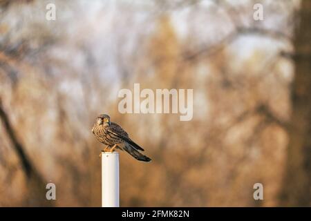 Bussard sitzt Stockfoto