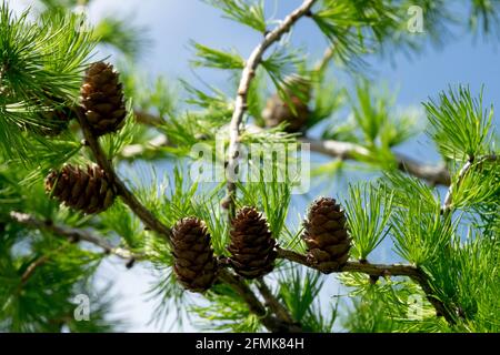 Europäische Lärche Larix decidua Cones Larix decidua "Hortsmann Recurved" Cones Stockfoto