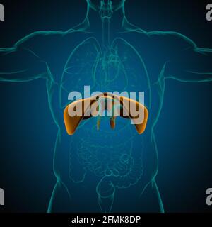 Membran menschliche Atemwege Anatomie für medizinisches Konzept 3D Illustration Stockfoto