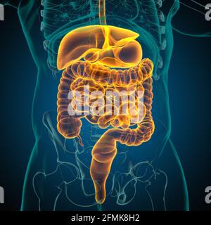 Anatomie des menschlichen Verdauungssystems für medizinisches Konzept 3D Illustration Stockfoto