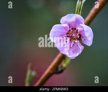 Pfirsichblüten sibd traumhaft schön. Die Blüten leuchten im roser Fulton herlich im Frühjahr. Der Duft ist leicht süß. Stockfoto