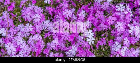 Hänge bedeckt mit rosa, violetten und weißen Blüten. Auch bekannt als schleichender Phlox, Stockfoto