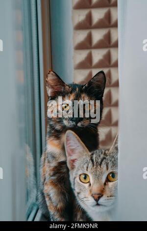 Haustiere am Fenster. Zwei Hauskatzen schauen in die Kamera. Pussycat sitzt auf der Fensterbank. Tabby Kätzchen gucken hinter dem Vorhang hervor. Stockfoto