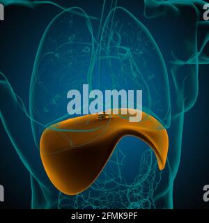 Membran menschliche Atemwege Anatomie für medizinisches Konzept 3D Illustration Stockfoto