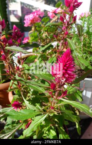 Violette Celosia-Bukeh im Blumentopf auf dem Balkon mit einigen Andere Pflanzen auf dem Balkon Stockfoto