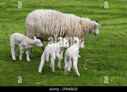 Neugeborene Lämmer auf einem Feld in Surrey; England; Großbritannien. Bild aufgenommen im April 2021 Stockfoto