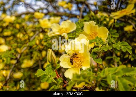 Eine Honigbiene sammelt Pollen aus Staubfäden einer früh blühenden großen gelben Strauchrose, einzelne Blüten von Rosa xanthina var. Spontanea „Canary Bird“ Stockfoto
