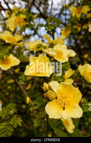 Früh blühende große gelbe Strauchrose, einzelne Blüten von Rosa xanthina var. Spontanea 'Canary Bird' blüht im Frühling in einem Garten in Surrey, Großbritannien Stockfoto