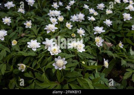 Anemone nemorosa 'Vestal', eine Waldanemone (nemorosa) mit dunkelgrünen Blättern und auffallenden, hellen, doppellichweißen Blüten Stockfoto