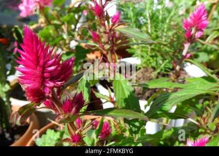 Violette Celosia im Blumentopf auf dem Balkon mit einigen anderen Pflanzen auf dem Balkon Stockfoto