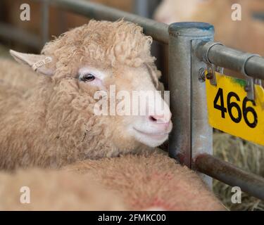 Umfrage Dorset Mutterschafe als Schafmarkt Stockfoto