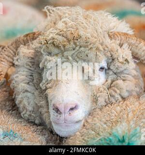 Dorset Horn Mutterschafe Stockfoto