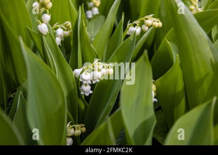 Zarte kleine weiße glockenförmige Blüten der Maiglöckchen, Convallaria majalis, blüht im Frühjahr in einem Garten in Surrey, Südostengland Stockfoto
